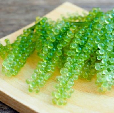 Have you Heard of Sea Caviar Salad?